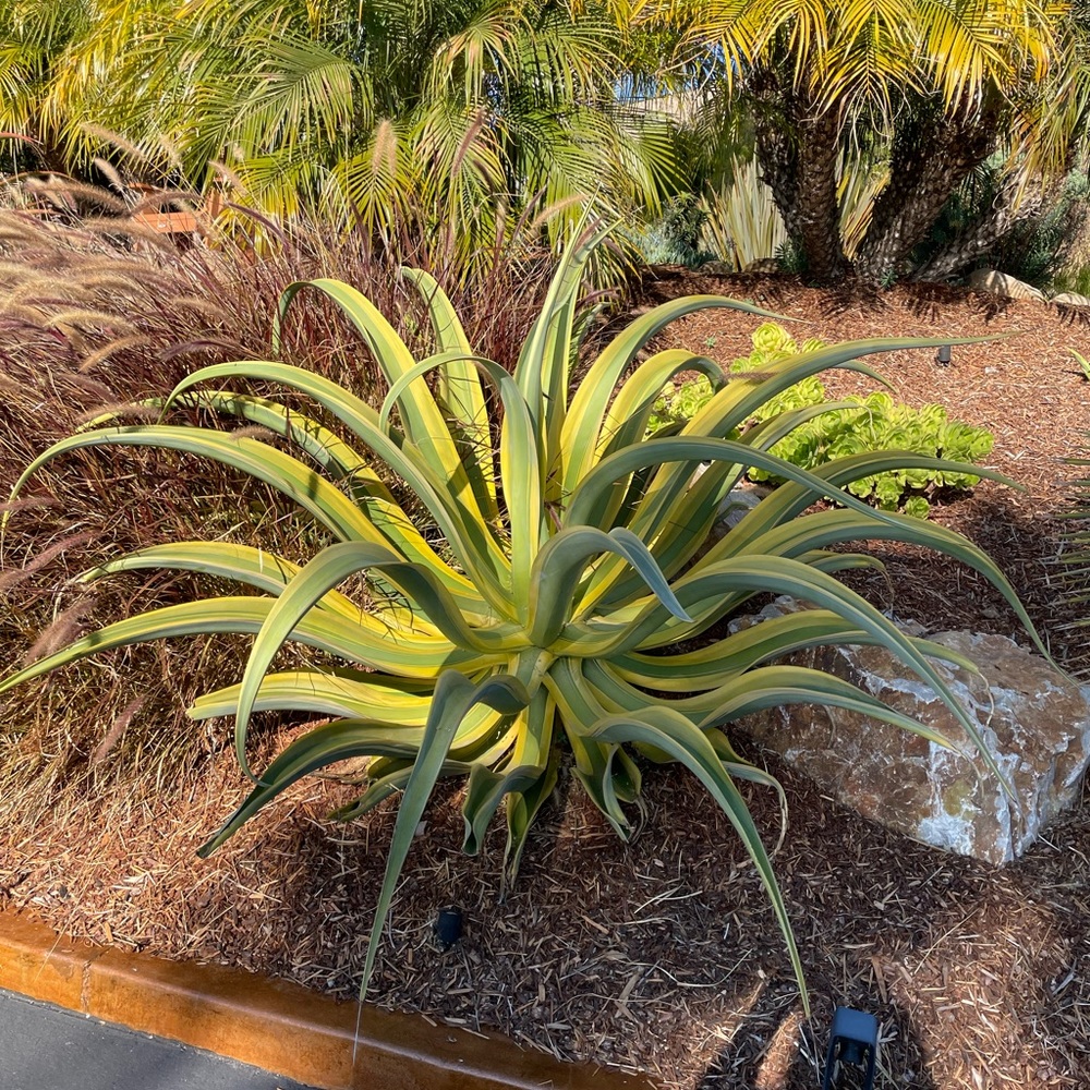 Variegated “stained glass” Octopus Agave - Picture 5 of 7